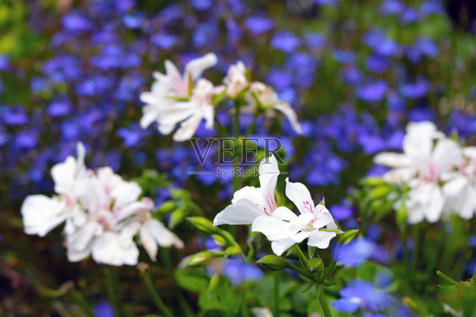 春天，白色的多年生花在草地上盛开。照片摄影图片