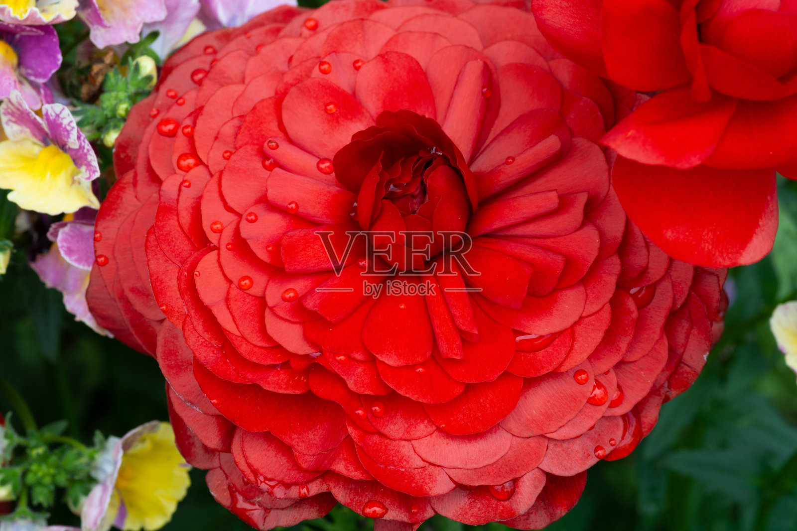 红色毛茛特写在春天的花园照片摄影图片