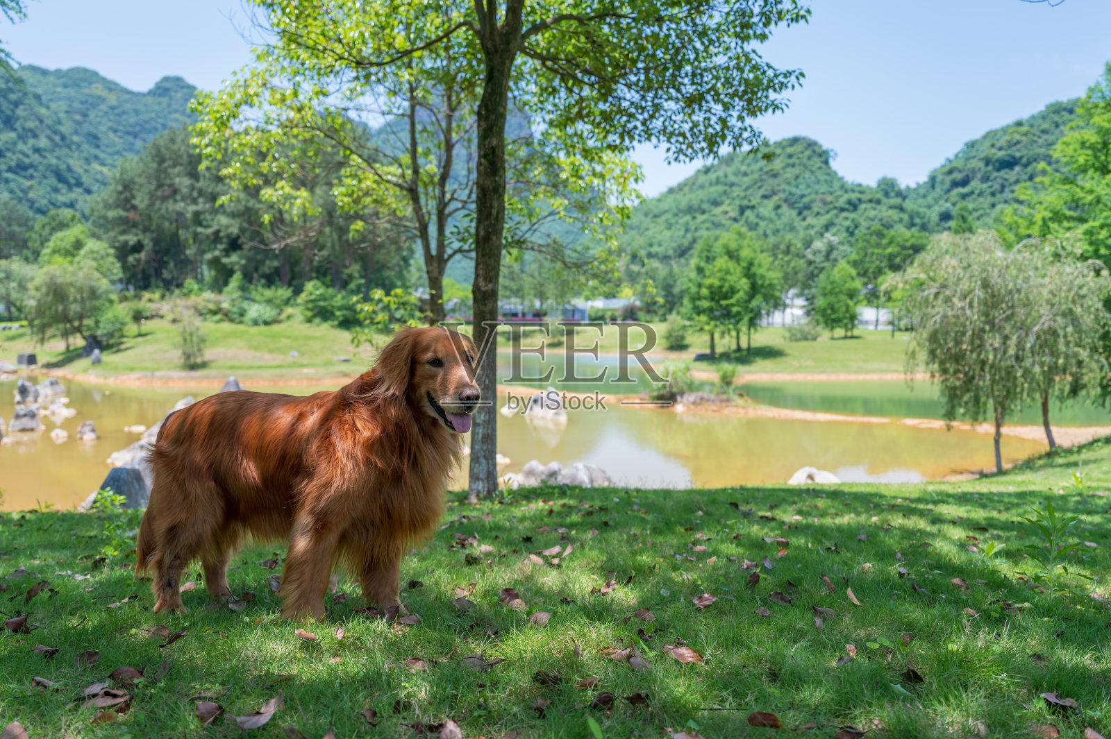 金毛猎犬站在湖边的草地上照片摄影图片