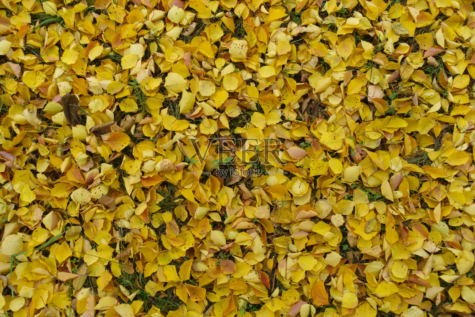 十一月中旬，地面上密密麻麻的杏树落叶照片摄影图片