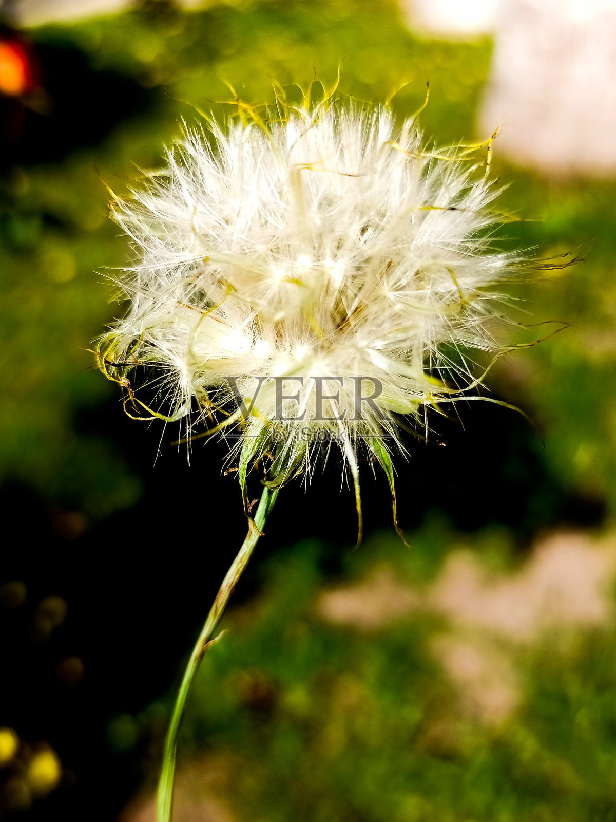 蒲公英照片摄影图片