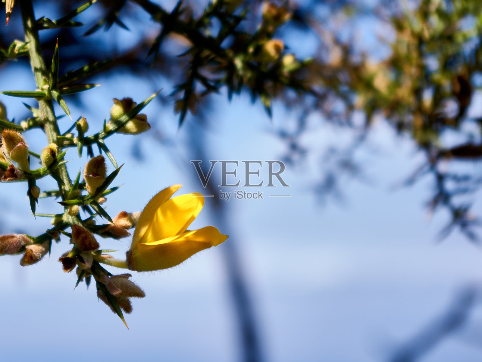 概念、弹性和希望:蓝色天空上孤独而有弹性的黄花。乌克兰的自由。照片摄影图片