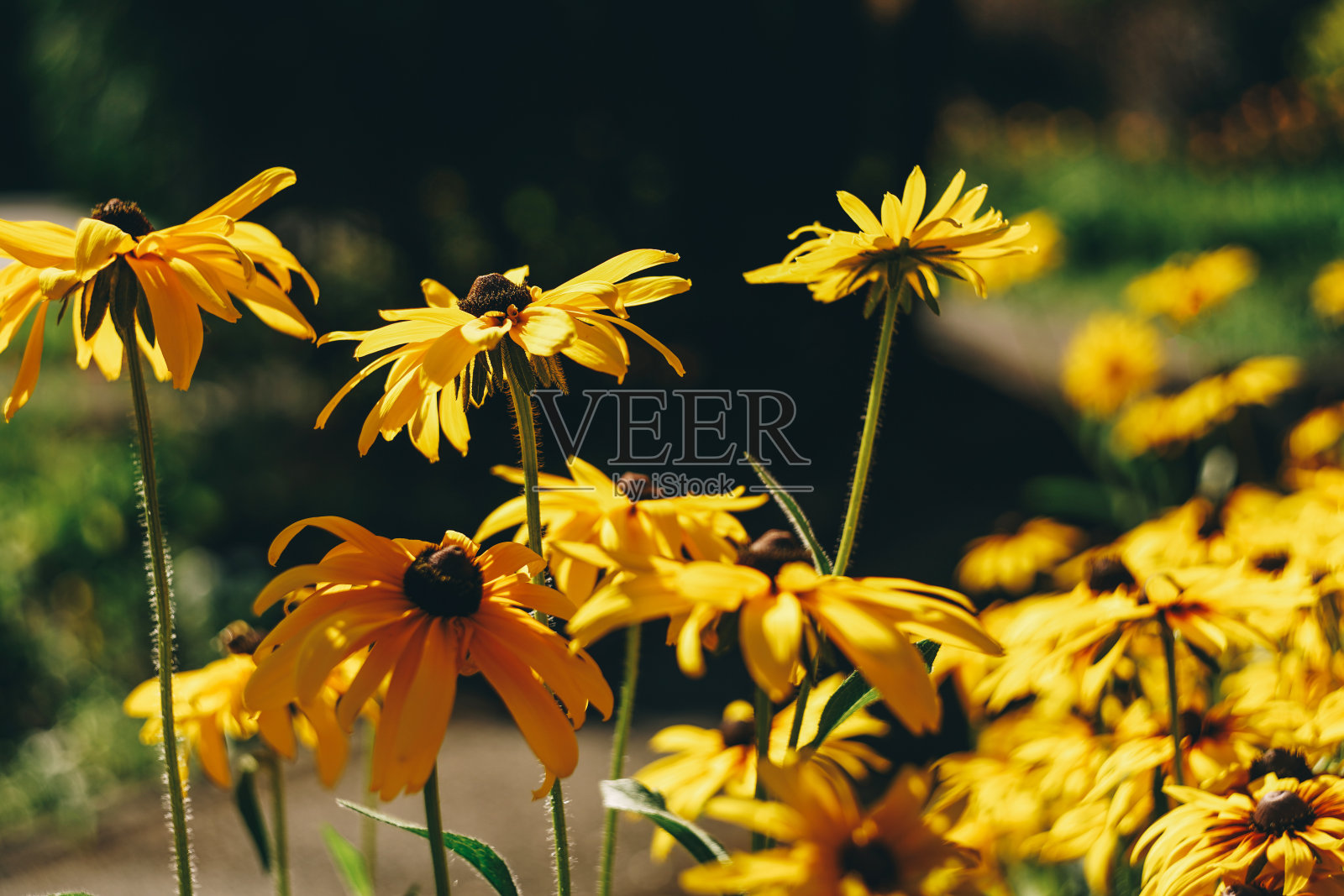 鲜花前景，美丽喜庆自然背景。照片摄影图片