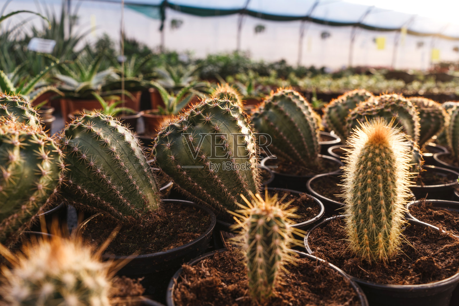温室中不同的仙人掌群。特写镜头。照片摄影图片