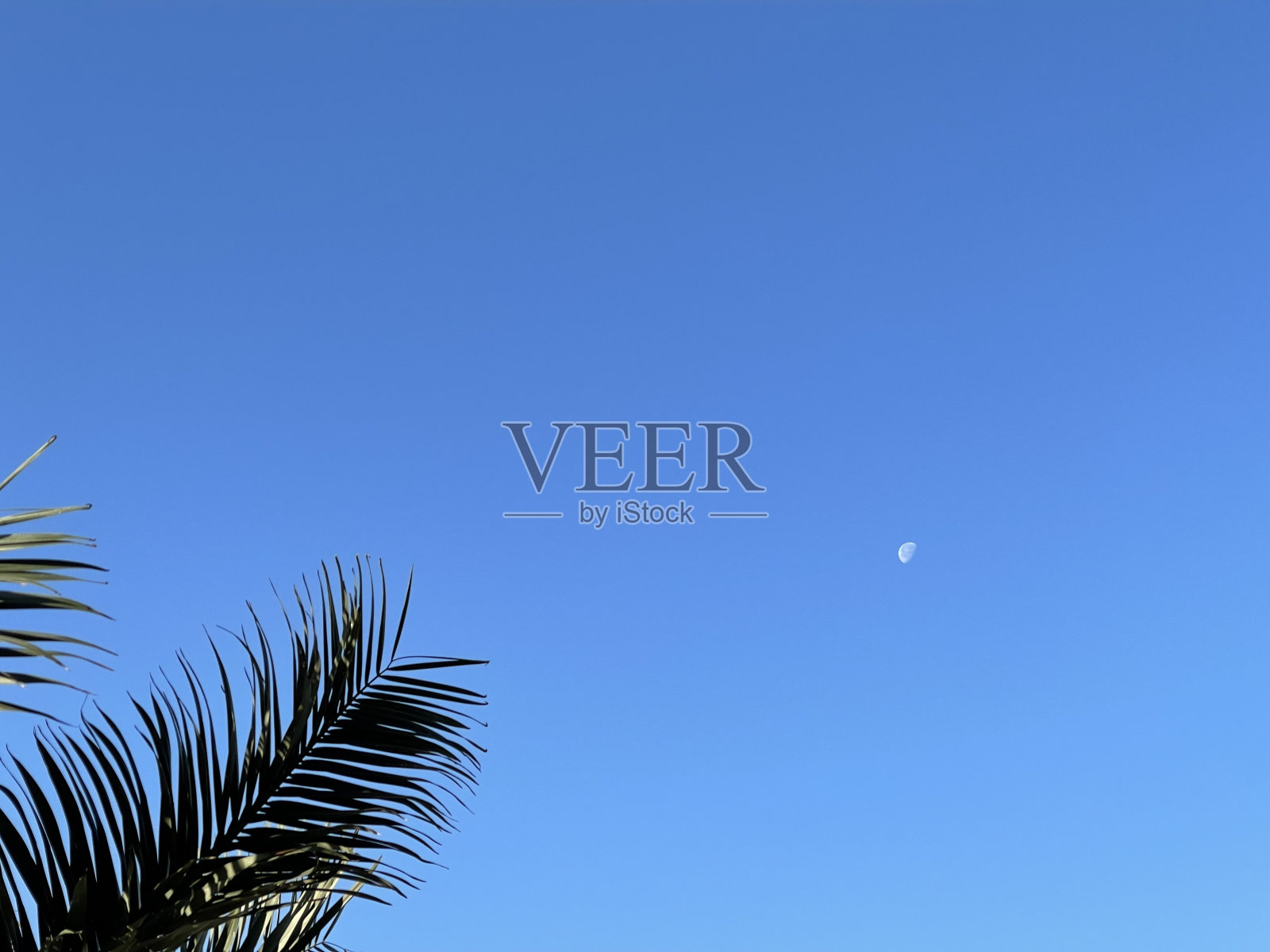 天空中的棕榈树照片摄影图片