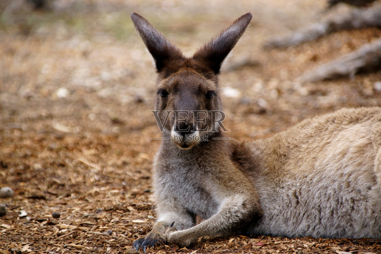 西部灰色袋鼠，澳大利亚西部照片摄影图片