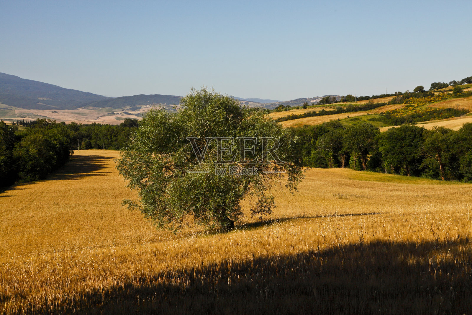 托斯卡纳。夏天，奥西亚山谷的景色。意大利照片摄影图片