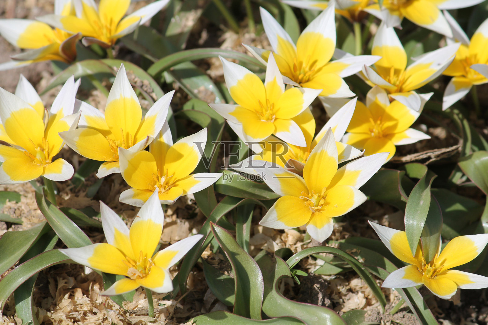 开花的郁金香Tarda (Dasystemon)与白色黄色的花在春天的花园照片摄影图片