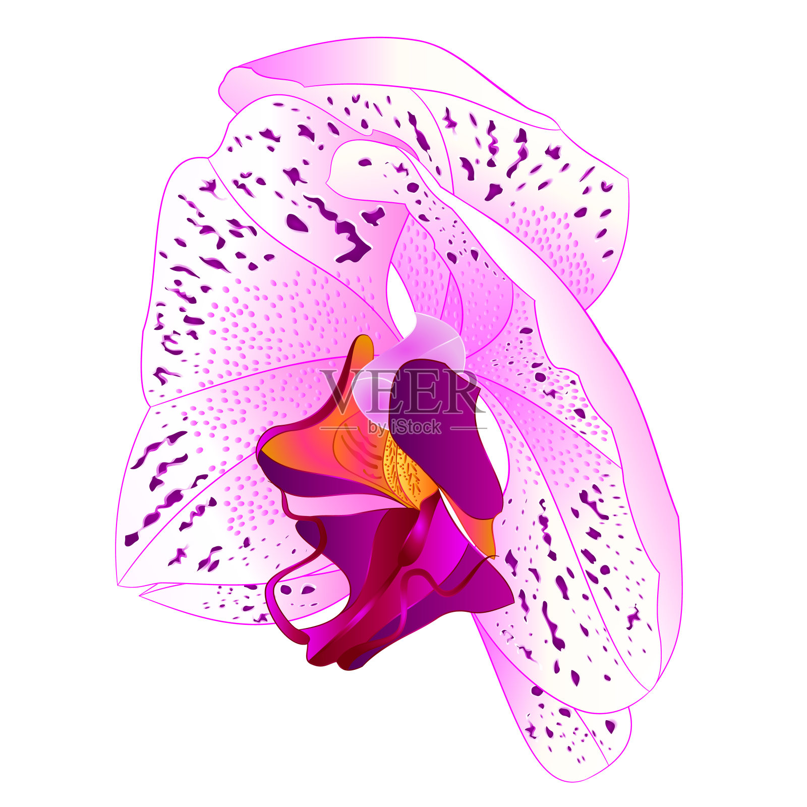 兰花蝴蝶兰白色和里拉颜色自然花21在白色背景水彩复古矢量可编辑插图手绘插画图片素材