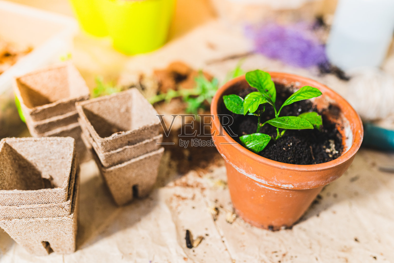 春天在花盆里照料室内植物照片摄影图片