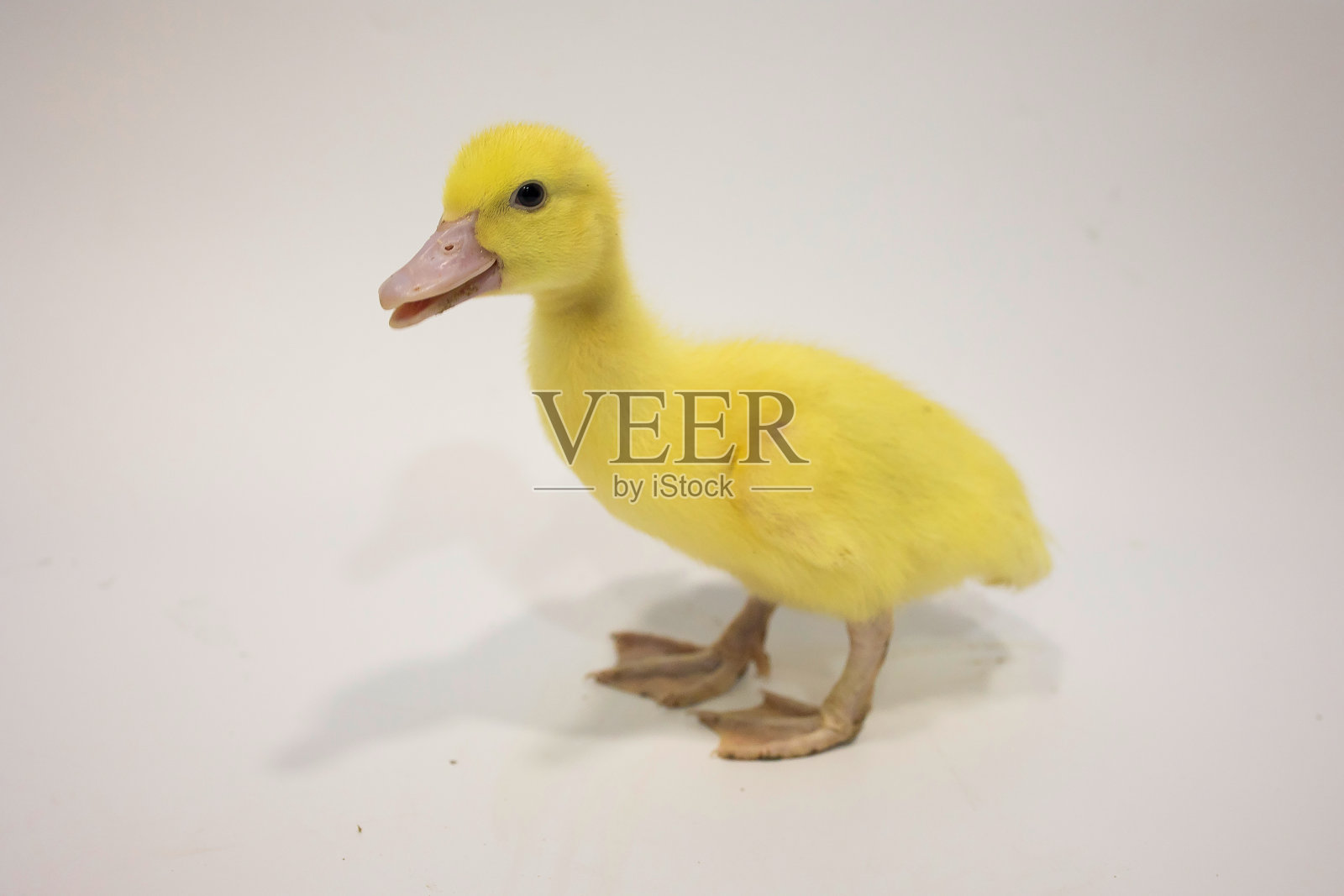 一只好奇的小鸭子站在白色的背景上照片摄影图片