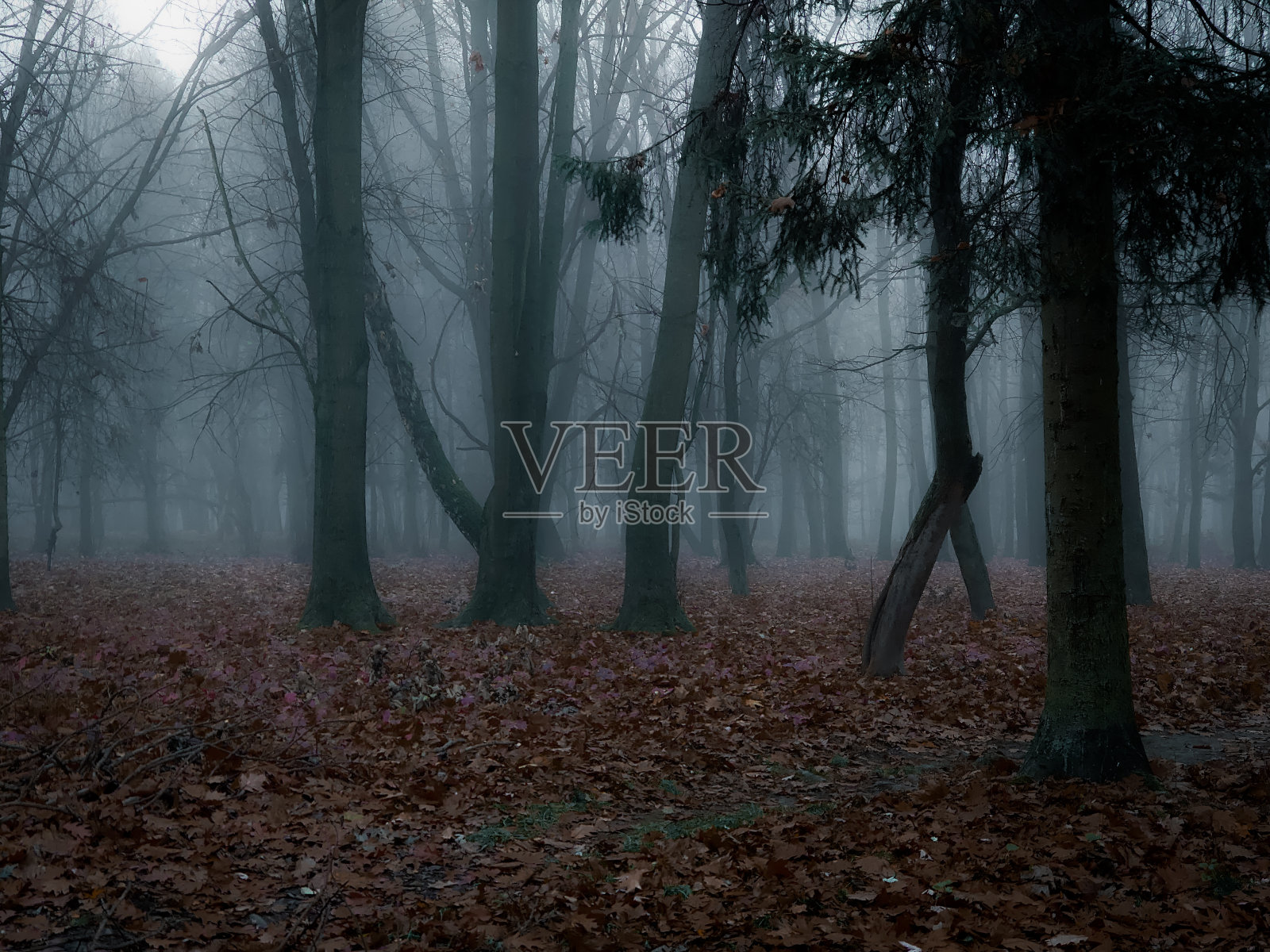 大气黑暗的景观。浓雾中的诡异森林。照片摄影图片