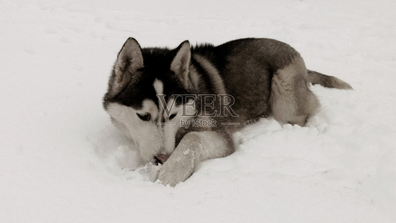 哈士奇黑白形象的一只狗在冬天的雪地里照片摄影图片