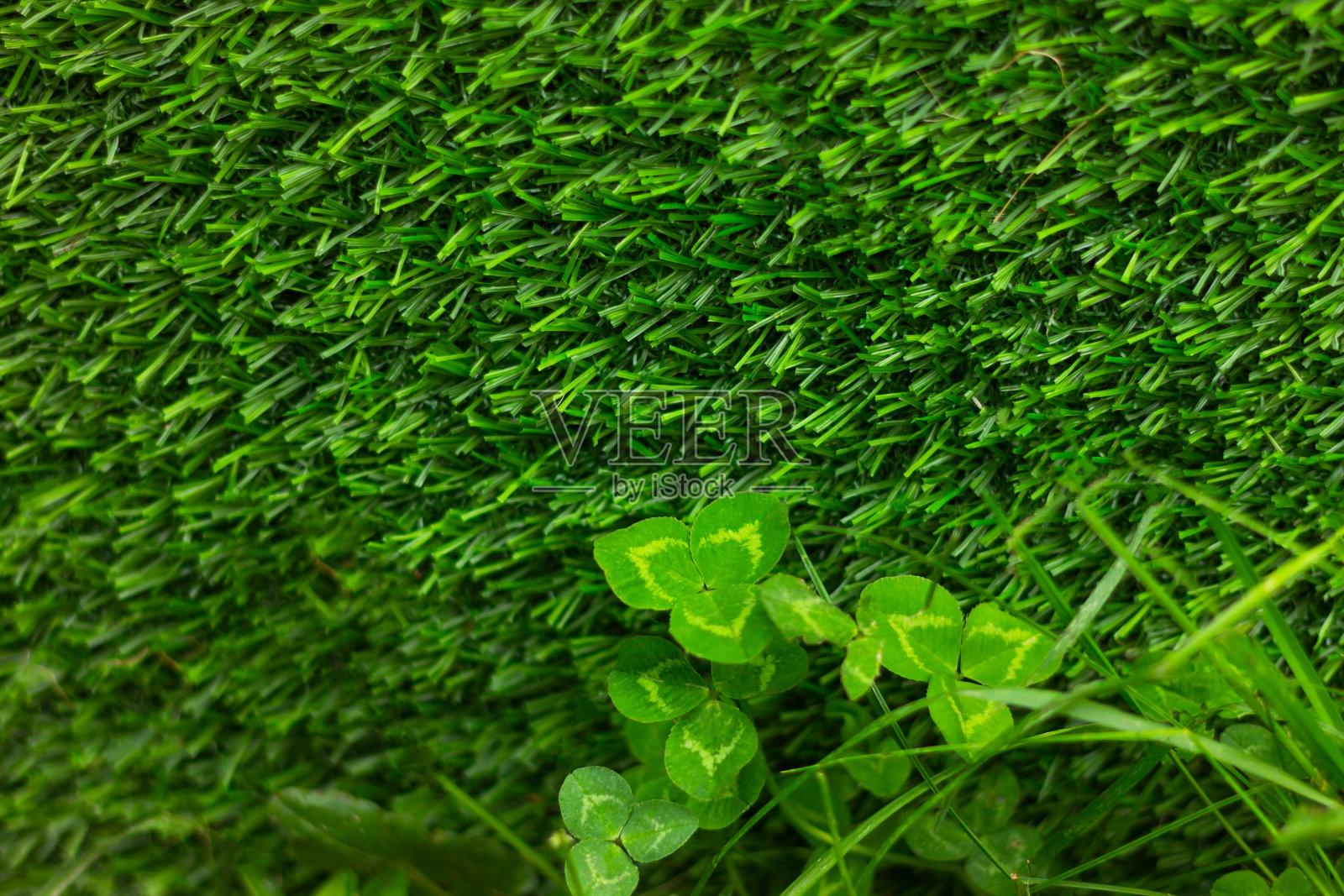 绿草背景上的三叶草。自然背景。象征着好运和爱尔兰。圣帕特里克节。照片摄影图片