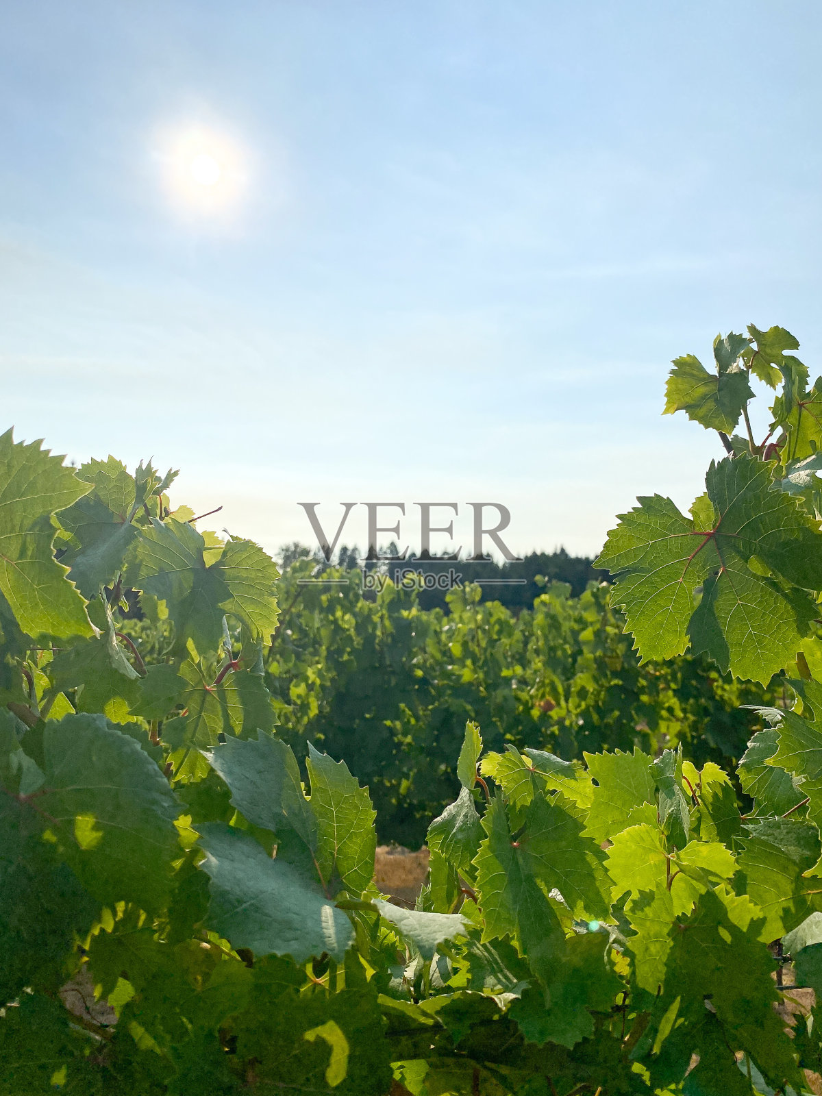 葡萄园上的阳光照片摄影图片