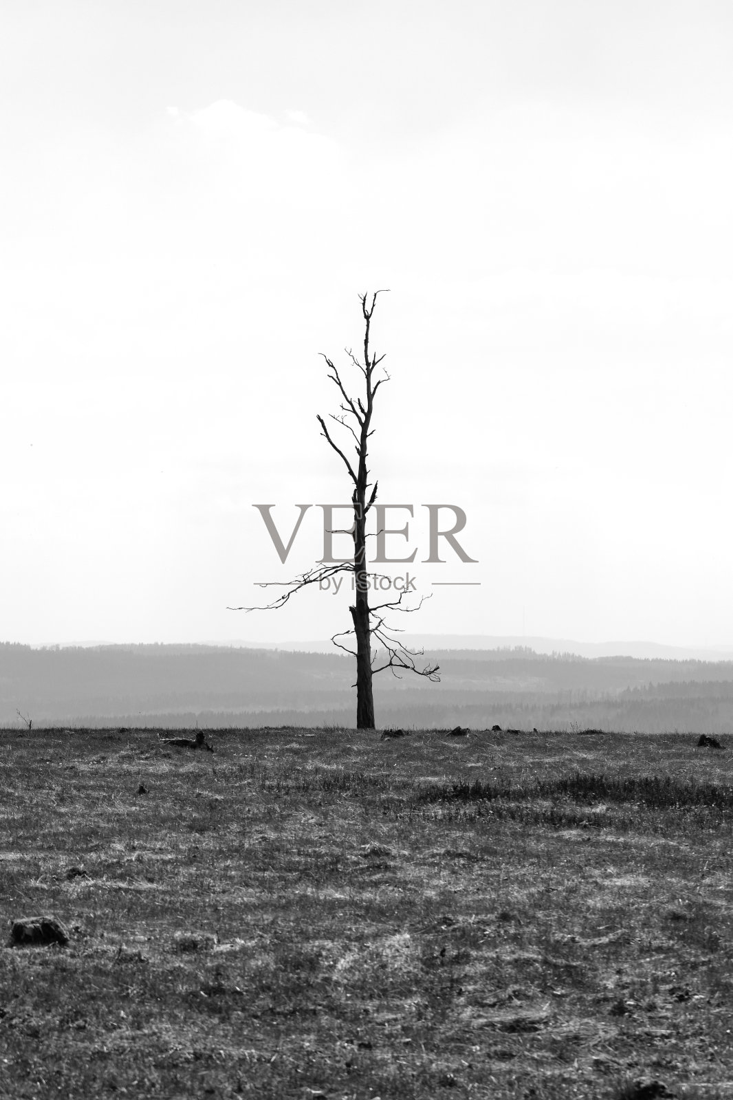 一棵枯树的轮廓照片摄影图片