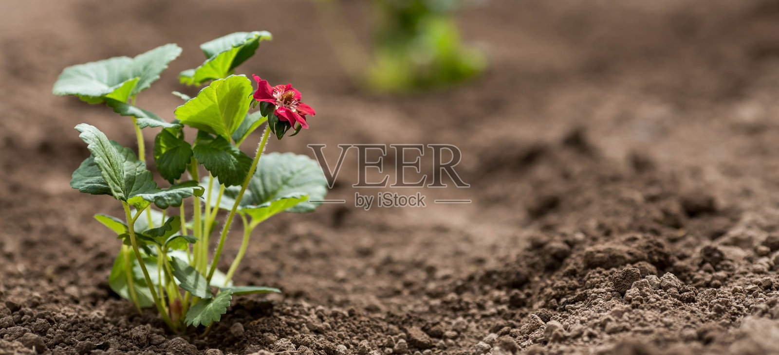土壤中有一株开红花的草莓幼苗。草莓属品种。在地上种苗。附近有一把抹刀。农业和收获的概念。特写镜头。照片摄影图片