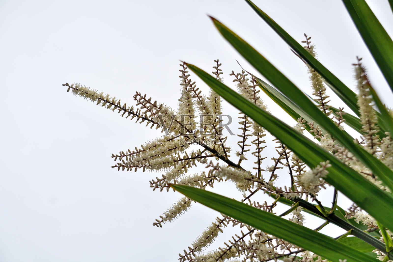 澳洲朱蕉照片摄影图片