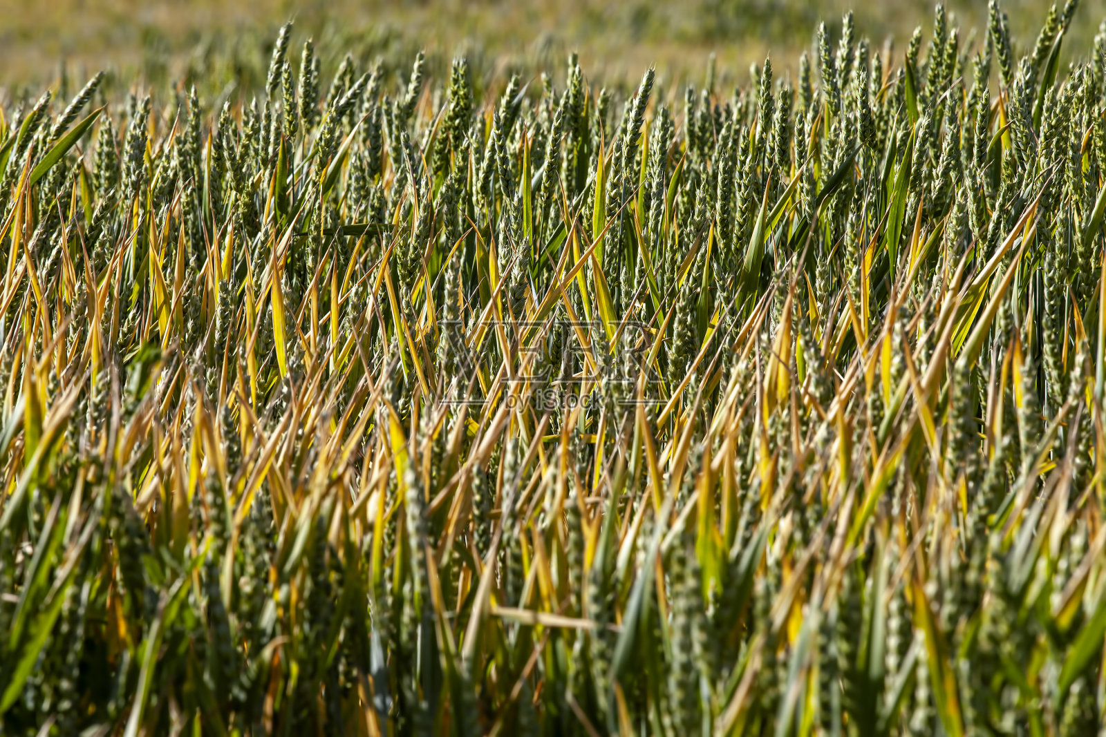 收获前的青黄色小麦谷物照片摄影图片