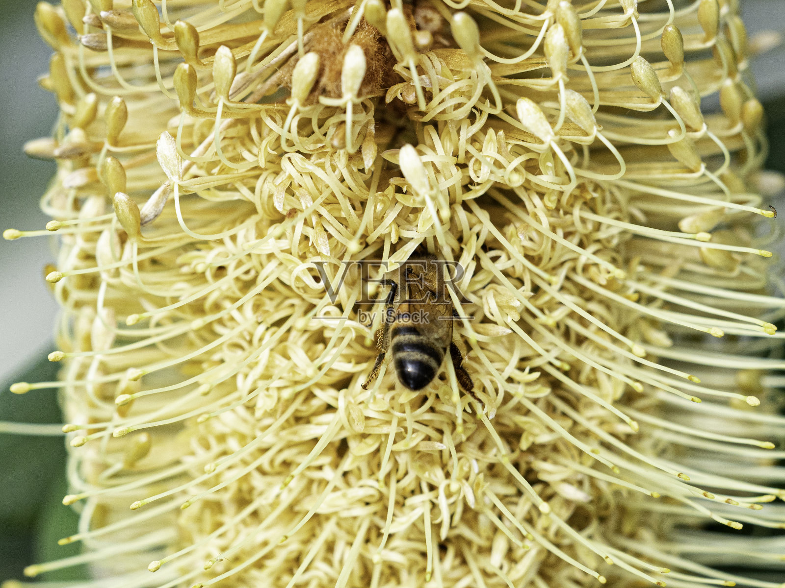 海岸班克斯亚黄色花朵的特写照片摄影图片