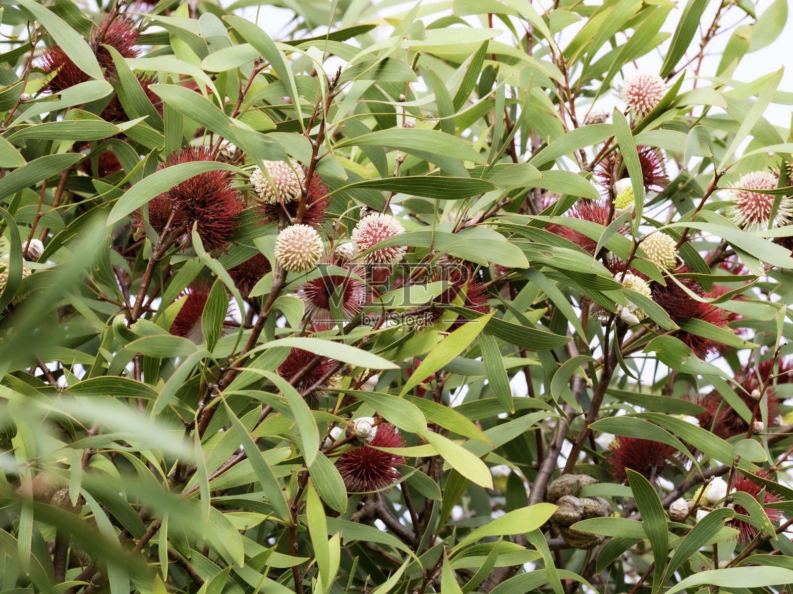 有花的八叶针枕树照片摄影图片