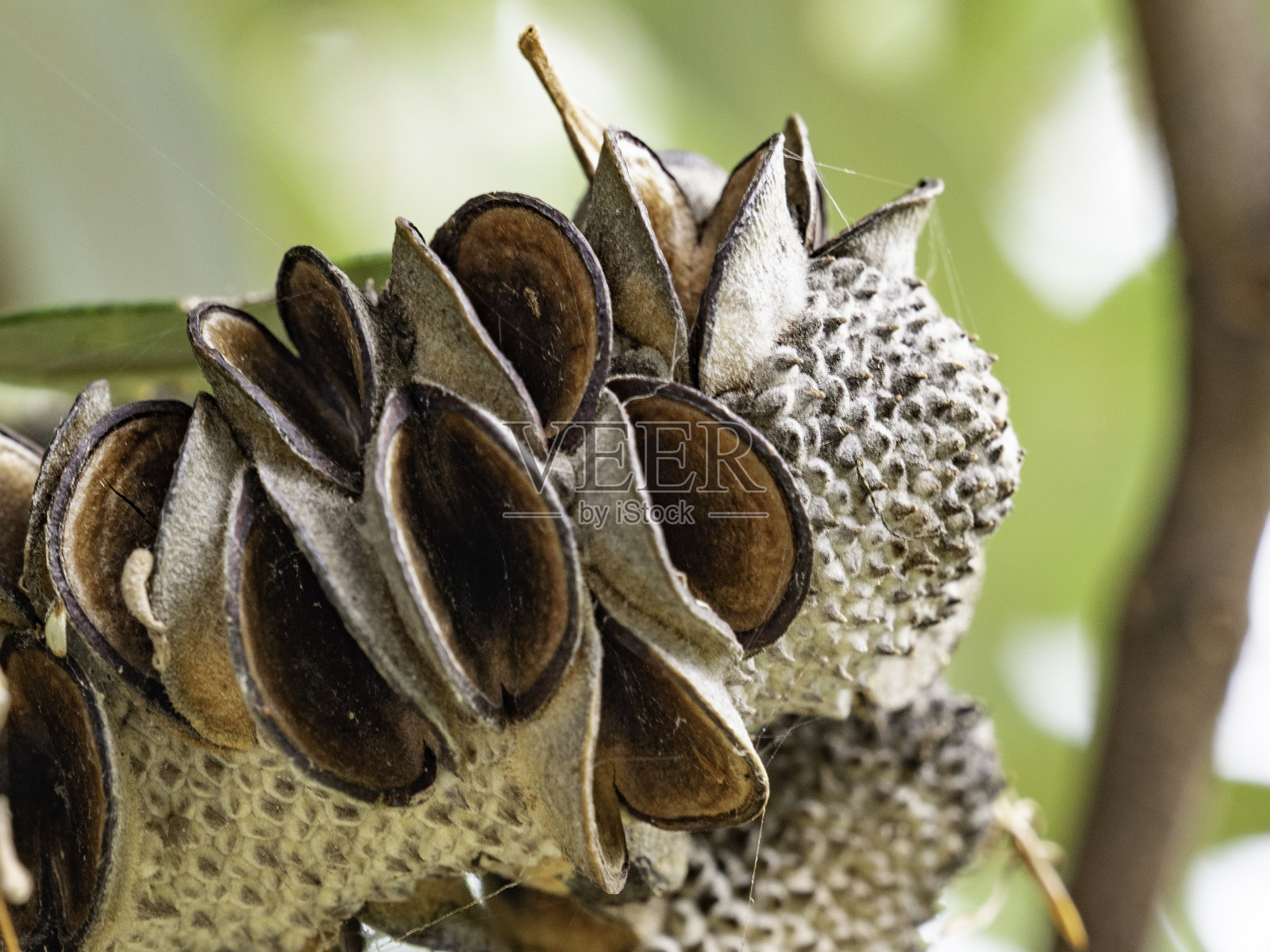 班克西亚种子荚的特写照片摄影图片