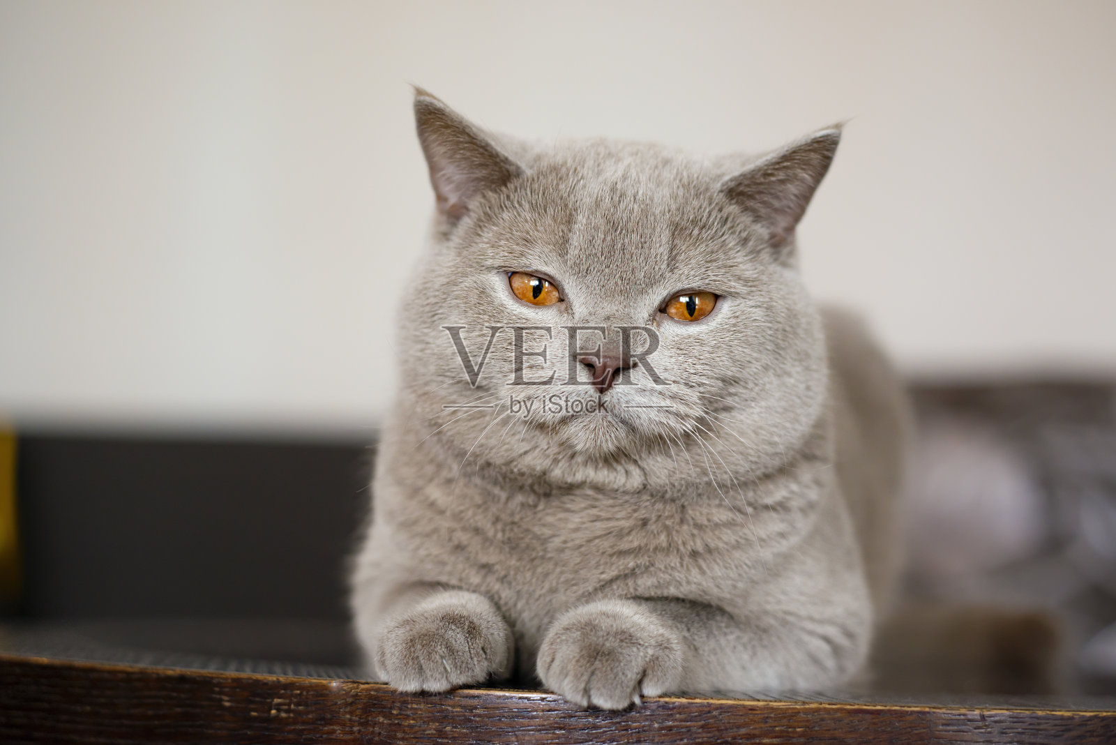 灰色苏格兰直耳猫。照片摄影图片