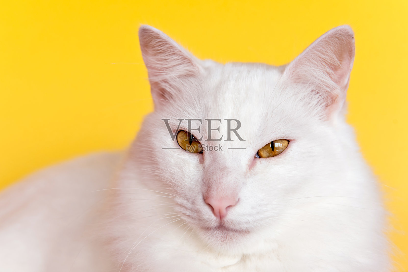 美丽的白猫判断相机的黄色背景。照片摄影图片