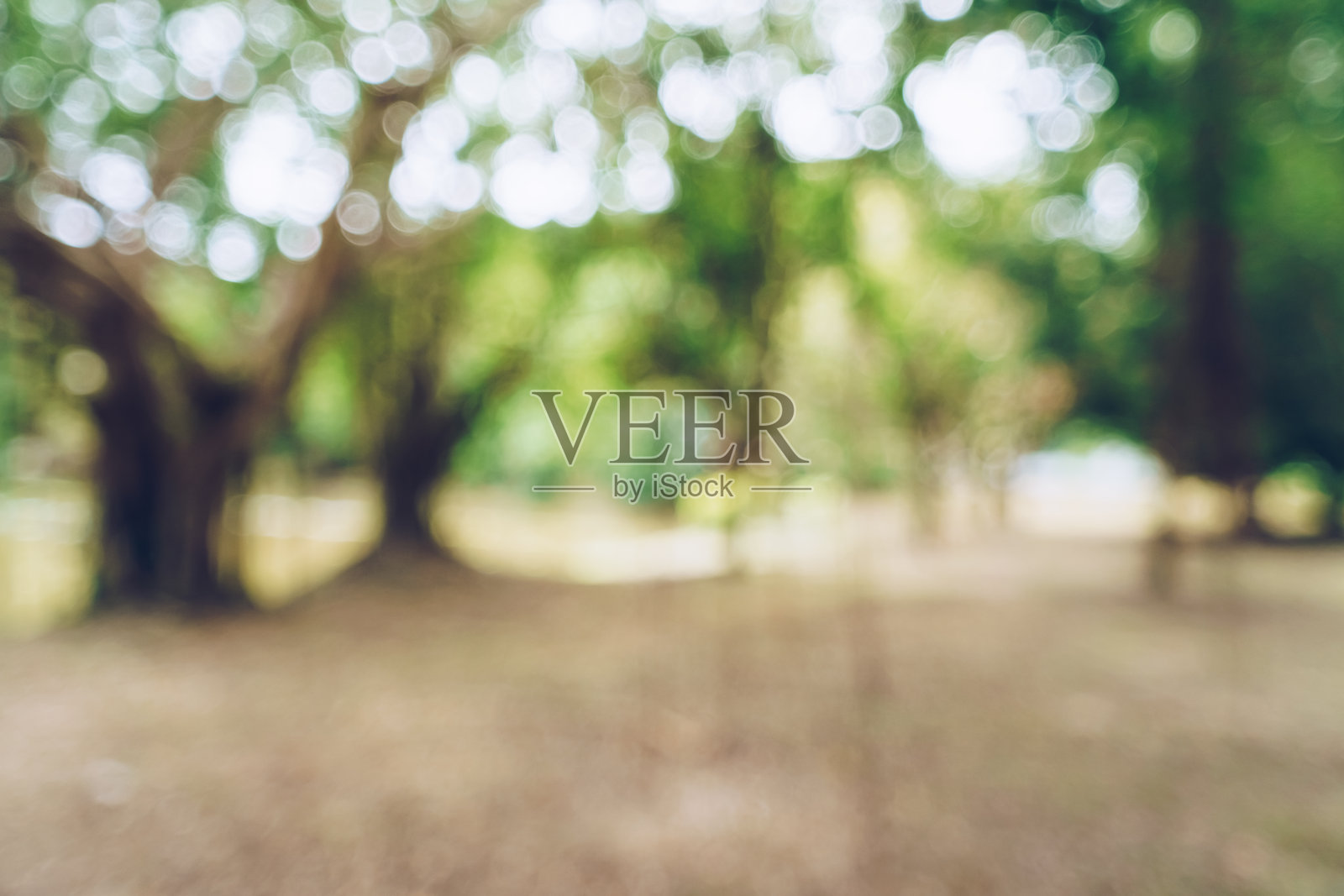 绿色调模糊的自然散景公园树木照片摄影图片