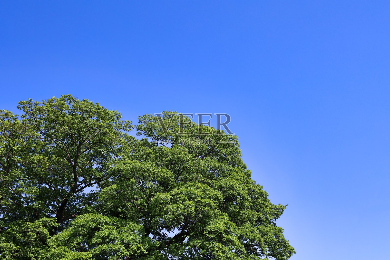 晴朗的天空和清新的绿色在初夏生态形象照片摄影图片