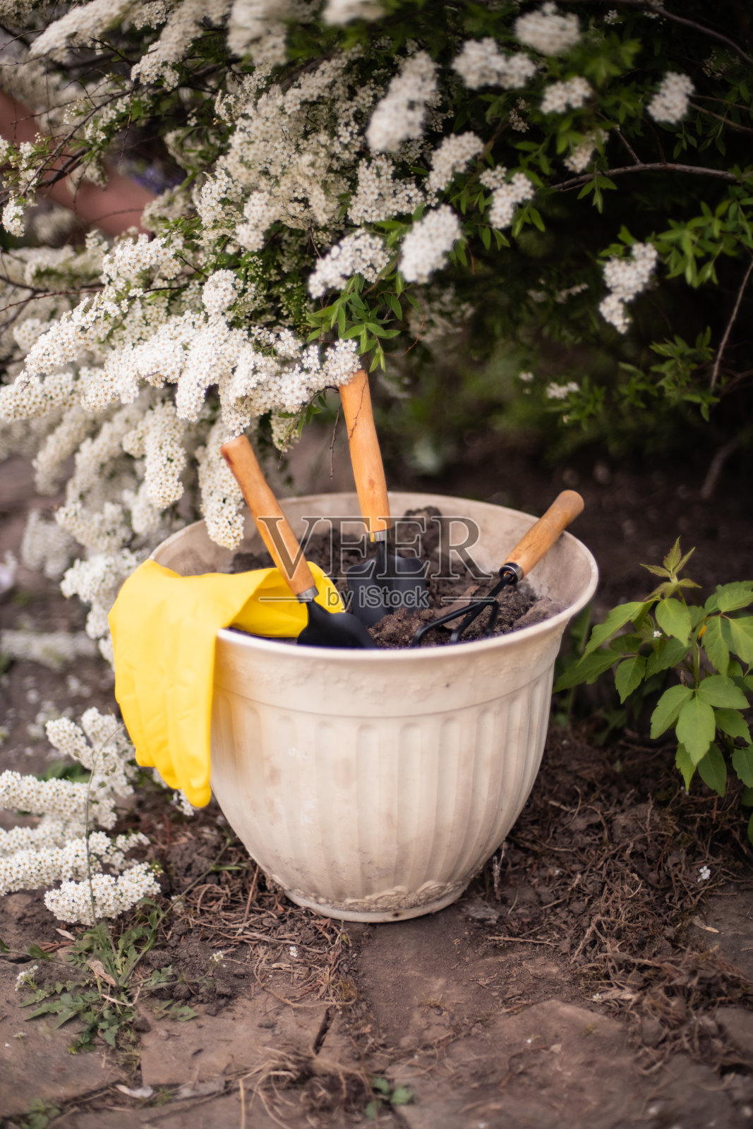花卉盆栽和春季花园工程。花园铲和盛开杜鹃花照片摄影图片