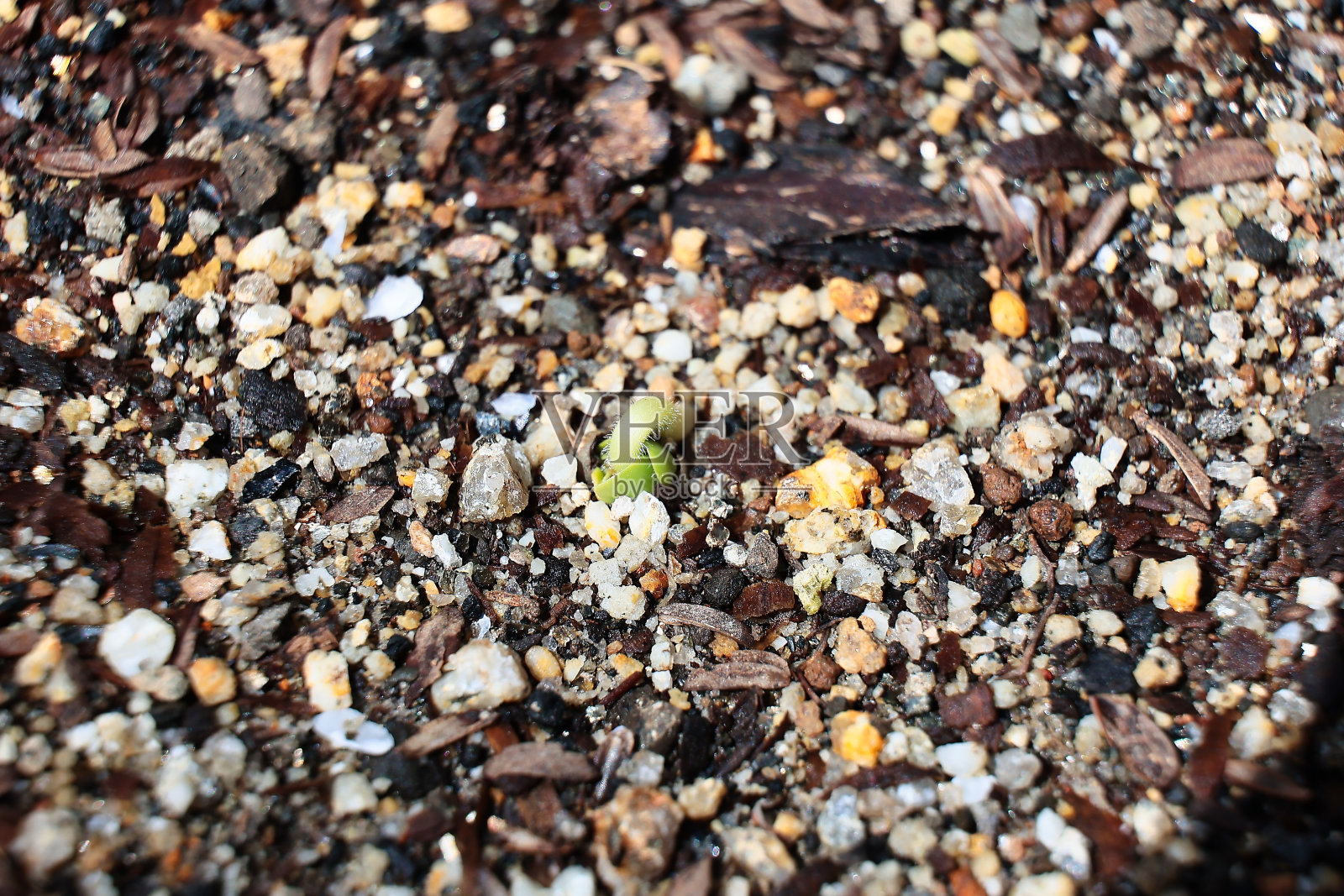 种子在土壤中有眼睛的植物的萌发照片摄影图片