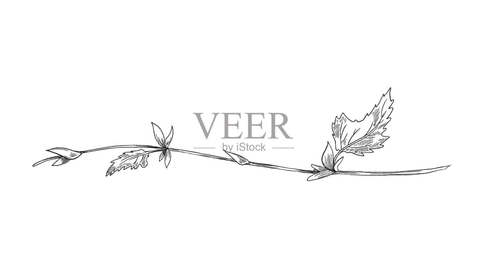 啤酒花植物雕刻的芽或细枝设计元素图片