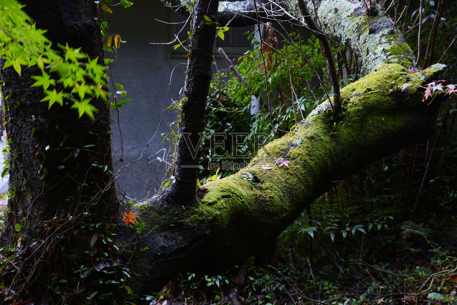 苔藓生长的景象照片摄影图片