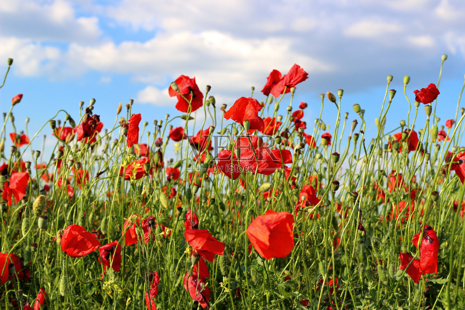 罂粟花在绿色的田野背景。野生大鲜罂粟花照片摄影图片