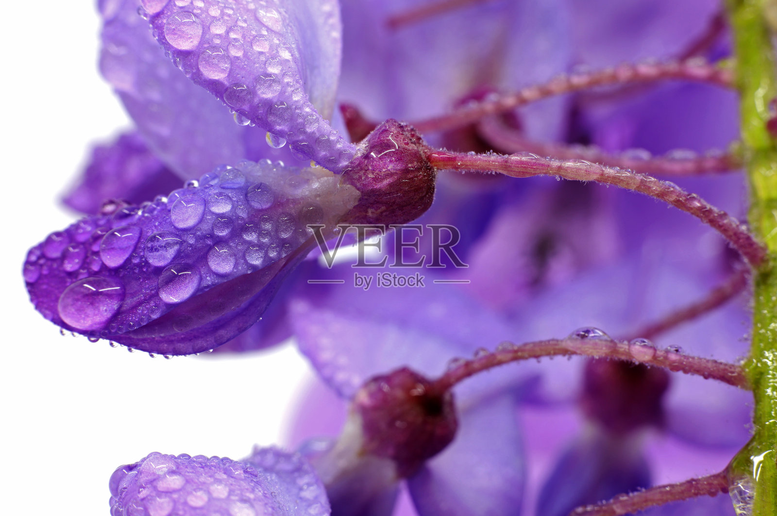 紫藤春花紫照片摄影图片