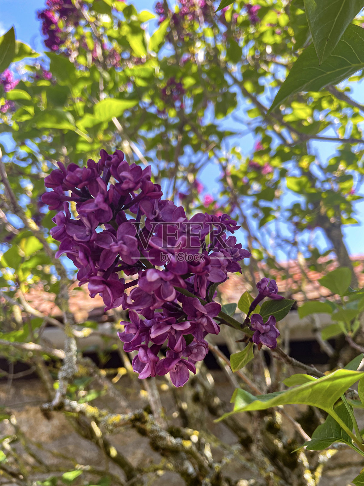 紫罗兰(紫丁香)树树枝充满紫色的春天开花，蓝色的天空背景的特写图像照片摄影图片