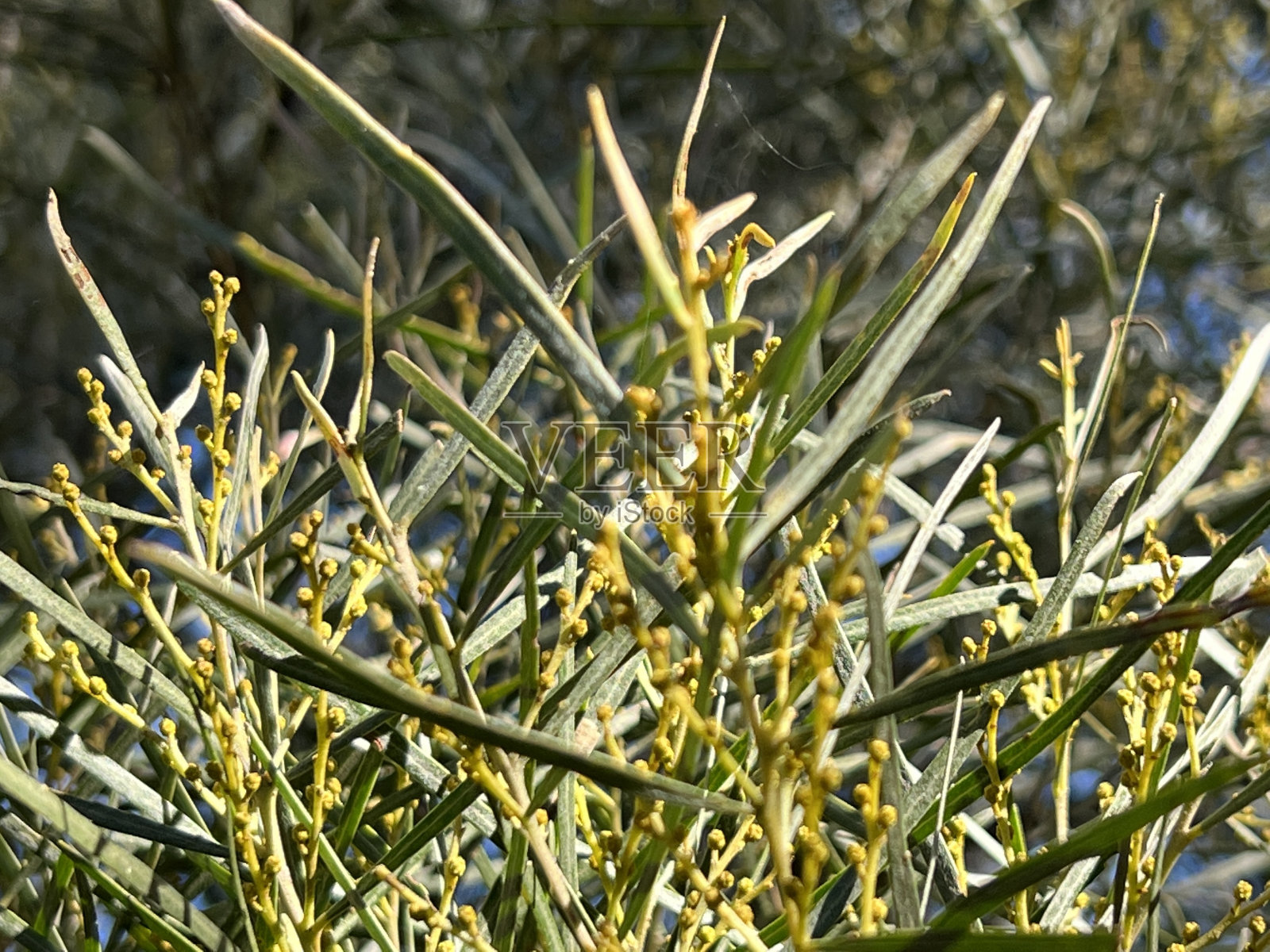 秋天的金合欢树照片摄影图片