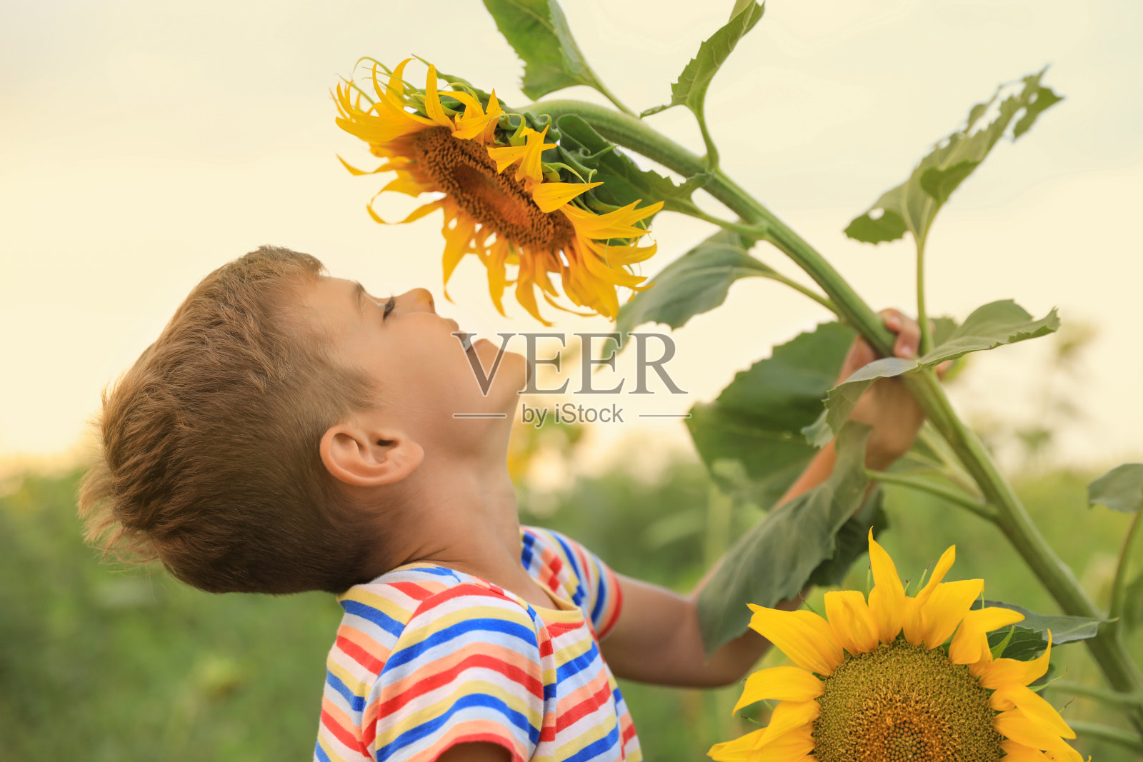 可爱的小男孩带着盛开的向日葵。孩子在大自然中度过时光照片摄影图片