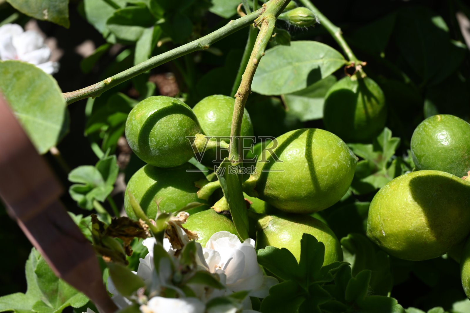 令人惊叹的夏日彩花照片摄影图片