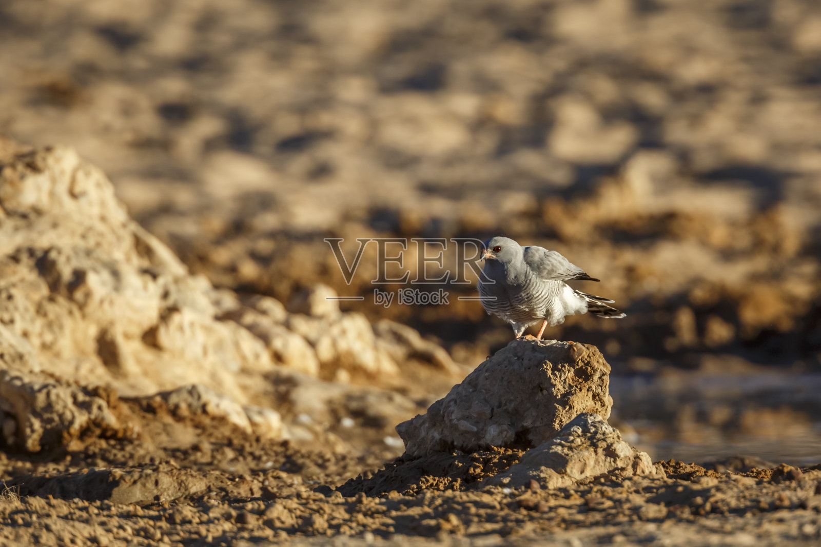 南非卡拉哈迪跨国公园的非洲小鹰照片摄影图片