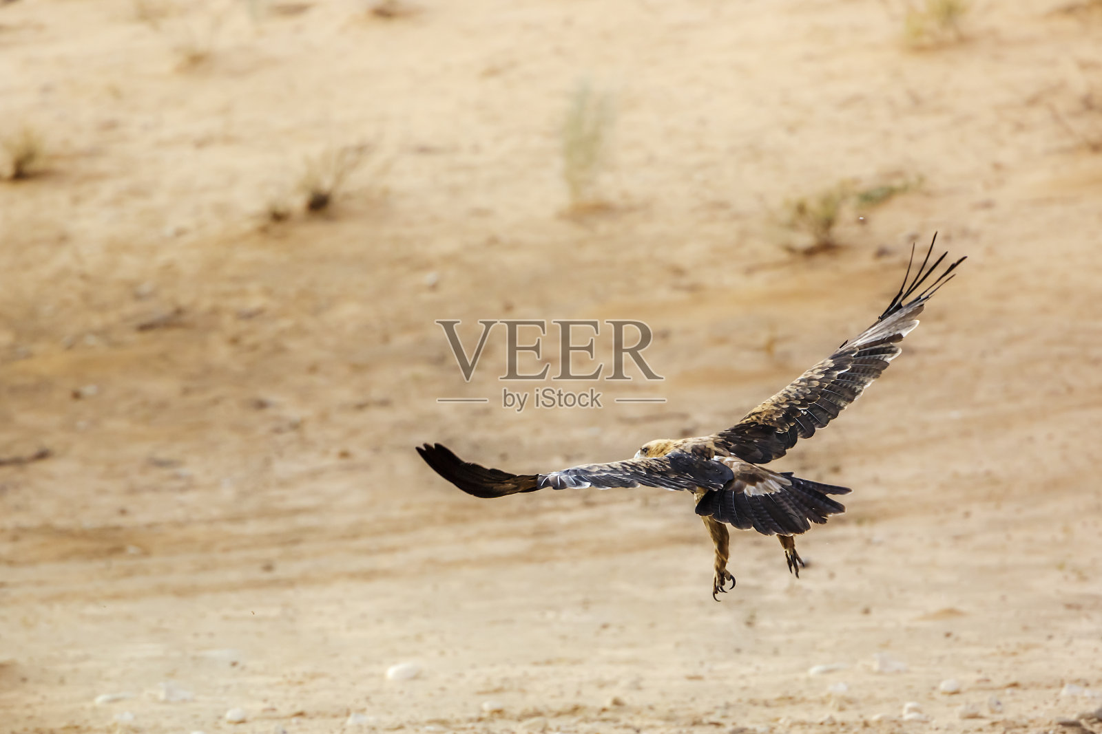 南非Kgalagadi跨国公园的黄褐色鹰照片摄影图片