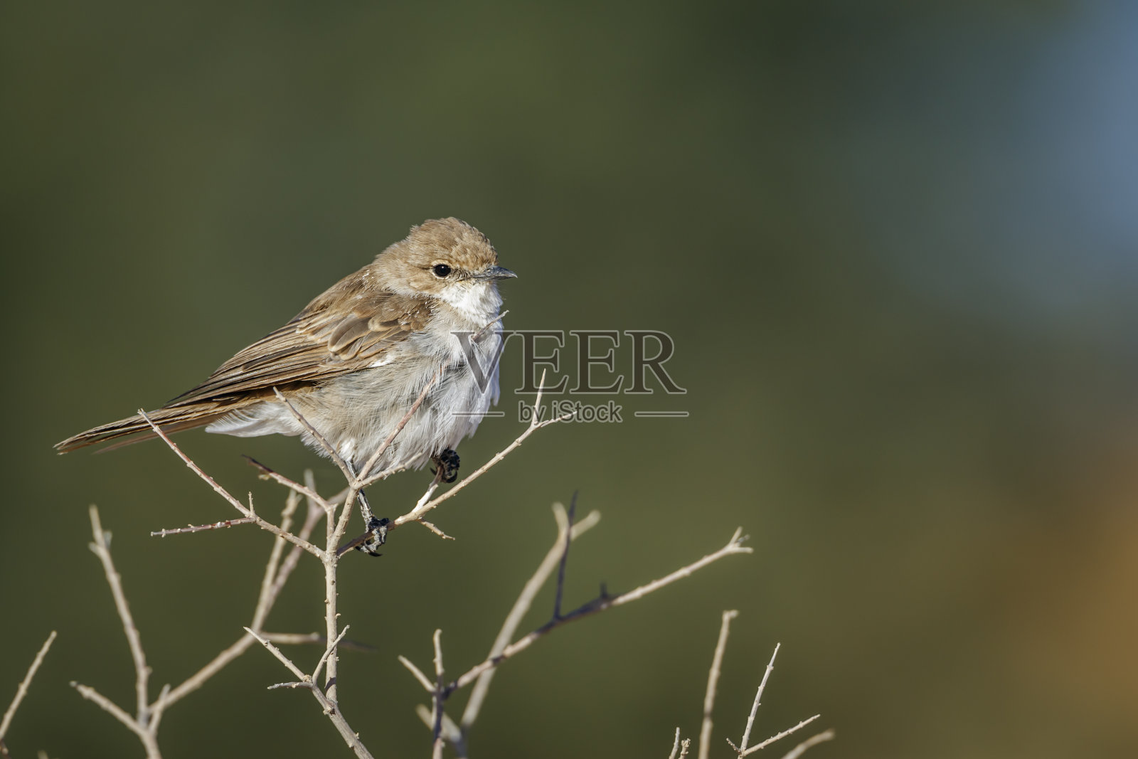 南非卡拉哈迪跨境公园的玛丽卡蝇霸鹟照片摄影图片
