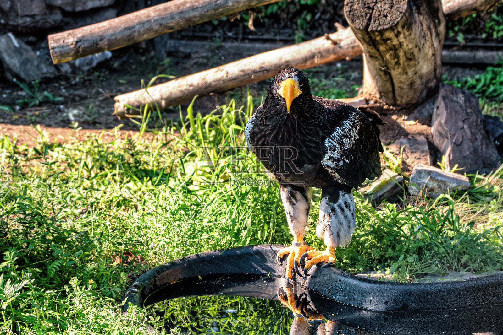 一只长着黄嘴的大鹰。照片摄影图片