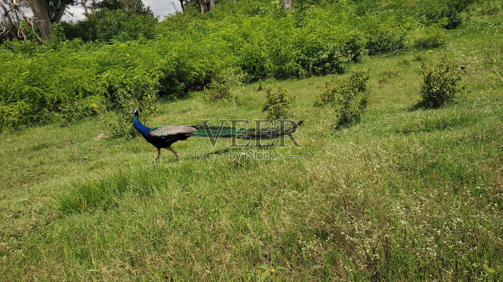邂逅美丽，孔雀照片摄影图片