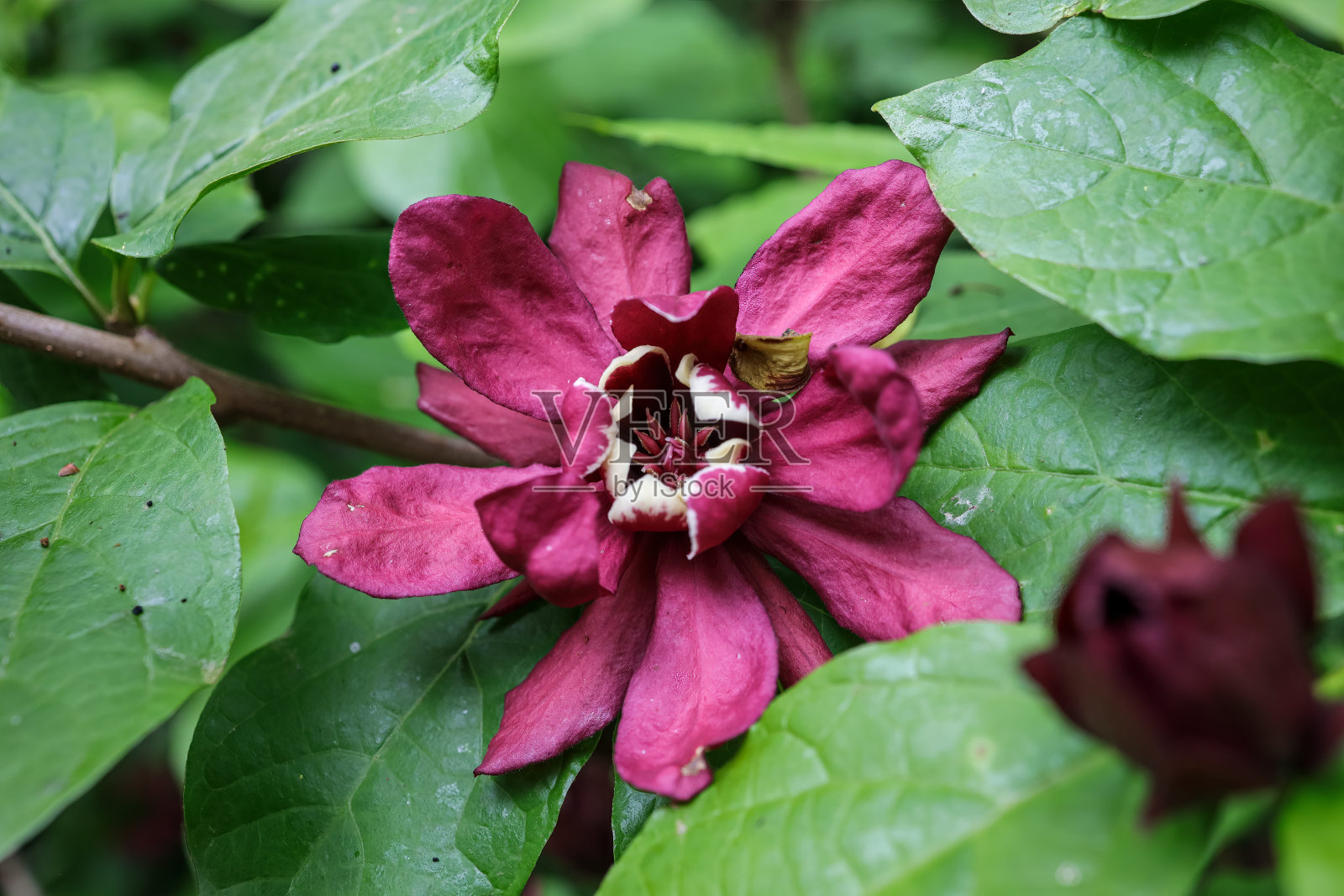 卡罗莱纳多香果的花朵在春天盛开。照片摄影图片