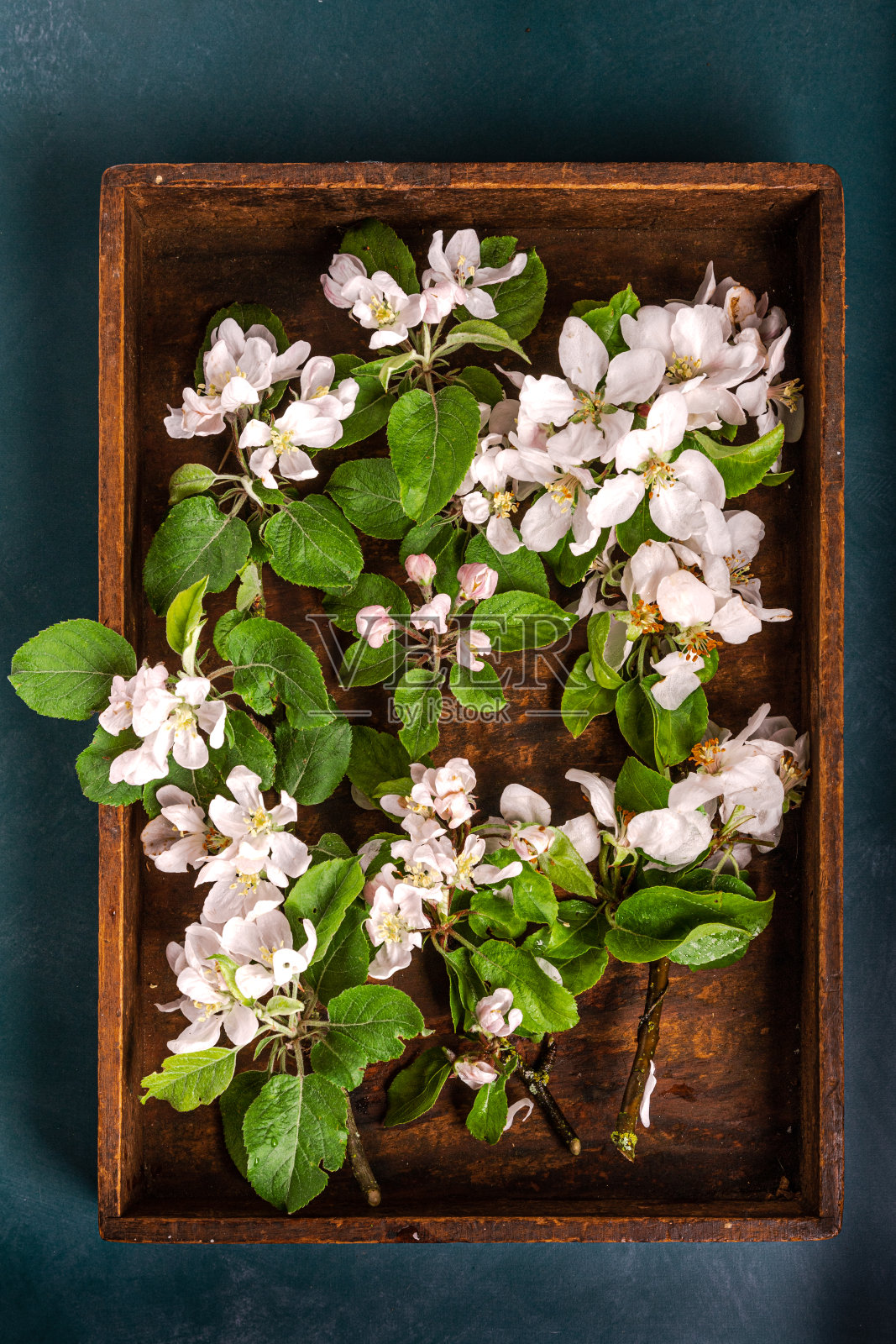 春天苹果花照片摄影图片