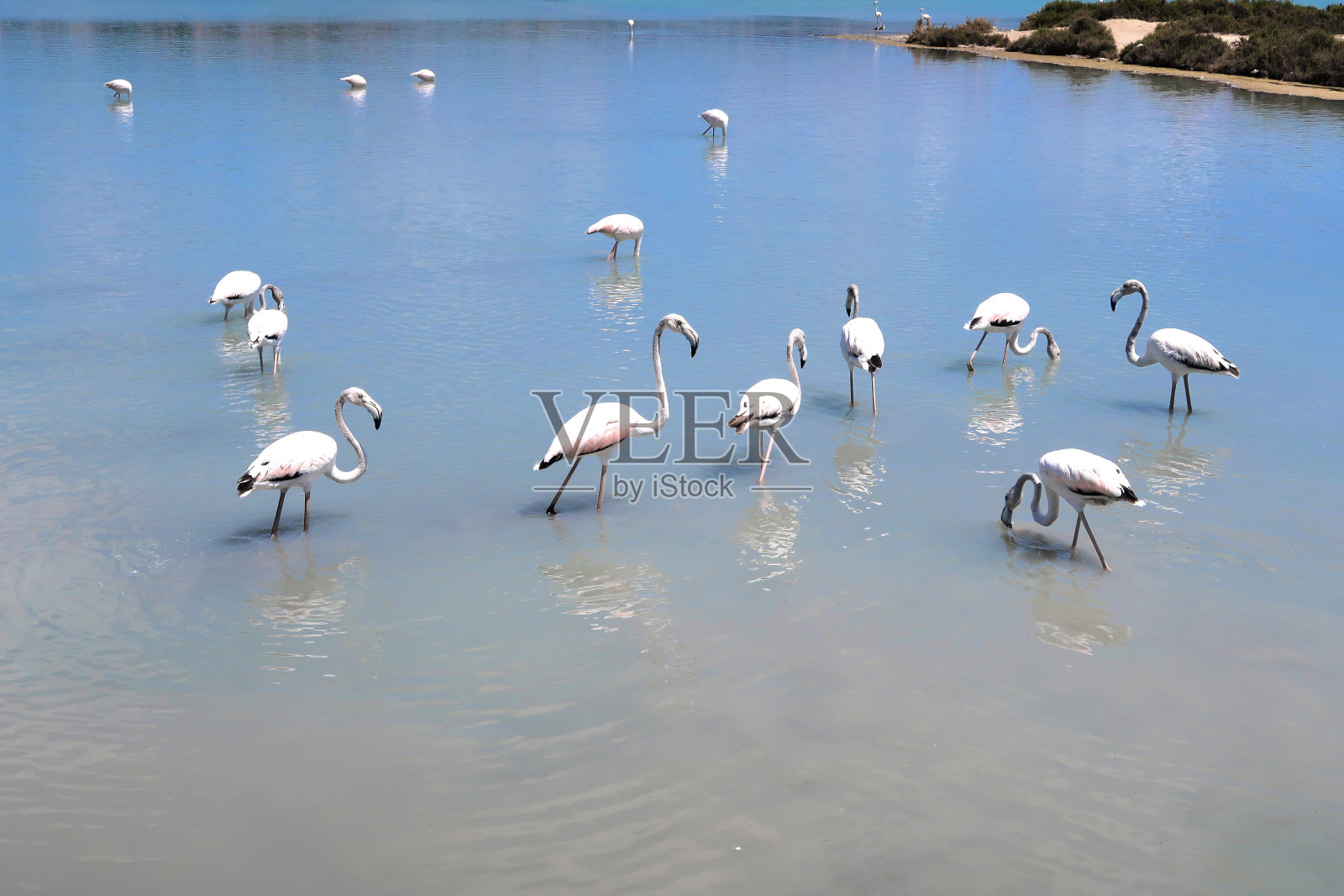 群火烈鸟照片摄影图片