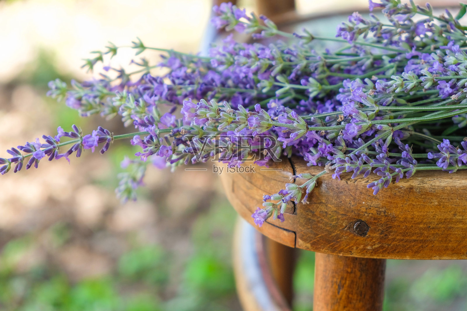 在晨光中，旧木椅上的薰衣草堆。照片摄影图片