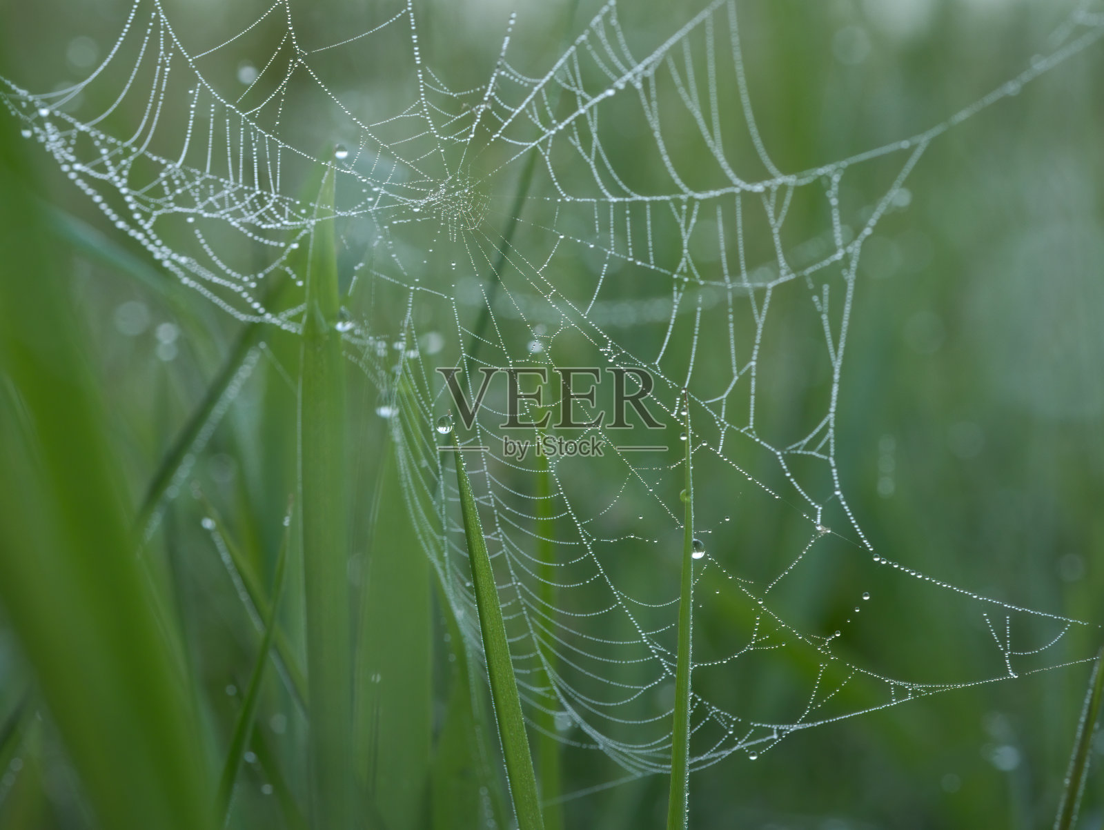 美丽的网蜘蛛和露珠照片摄影图片